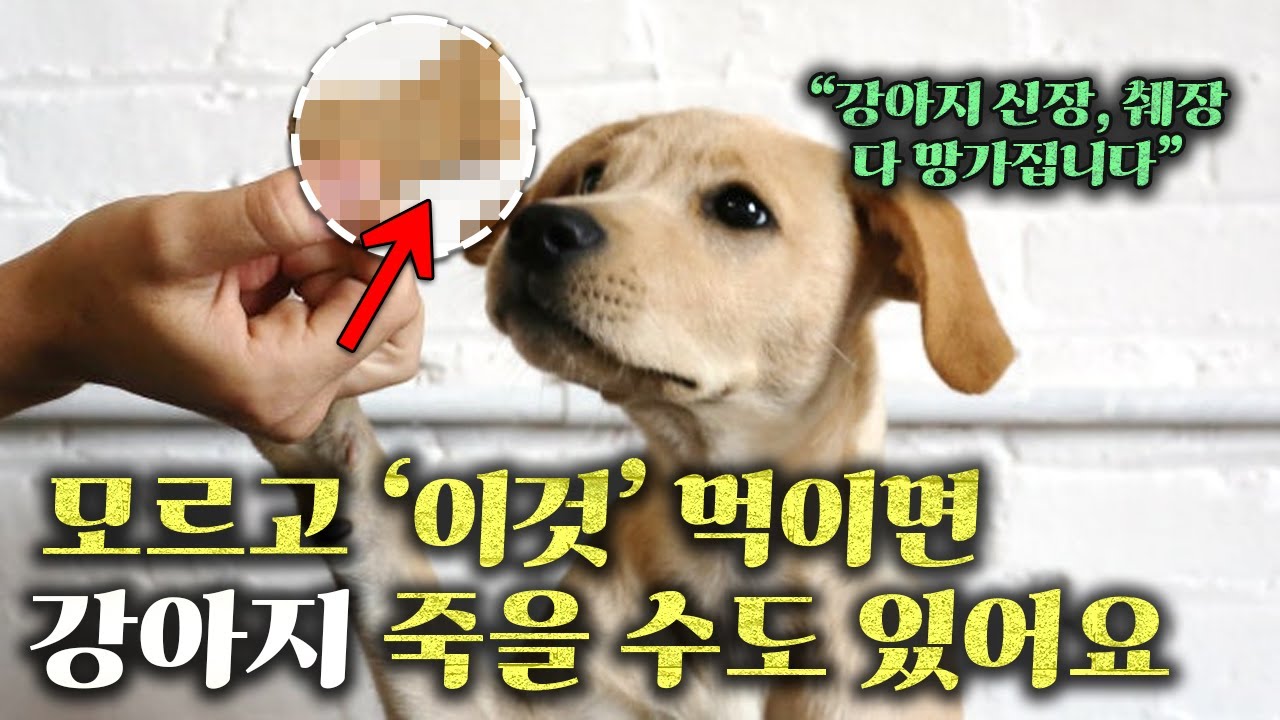 강아지가 절대로 먹으면 안 되는 음식 20가지 | 이것만 알아도 병원비 500만원 아껴요