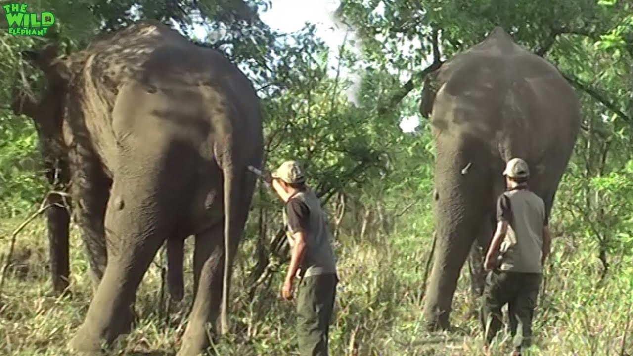 sri lanka elephants national park Treating an injured Elephant injured by 