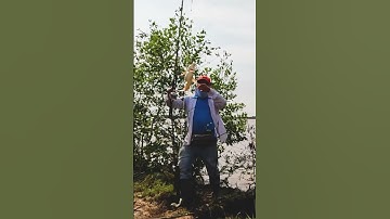 Câu Cá Út #Shorts