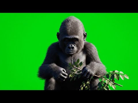 10 Action Shots Gorilla On Green Screen Greenscreen Gorilla GorillaGreenScreen 