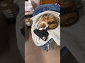 My ADORABLE Cat Cupcake Takes Over My Coat!