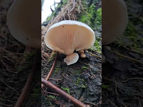 #oystermushroom #fungi #nature
