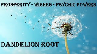 Unlocking the Magic of Dandelion Root: Spells for Prosperity, Wishes, and Psychic Powers