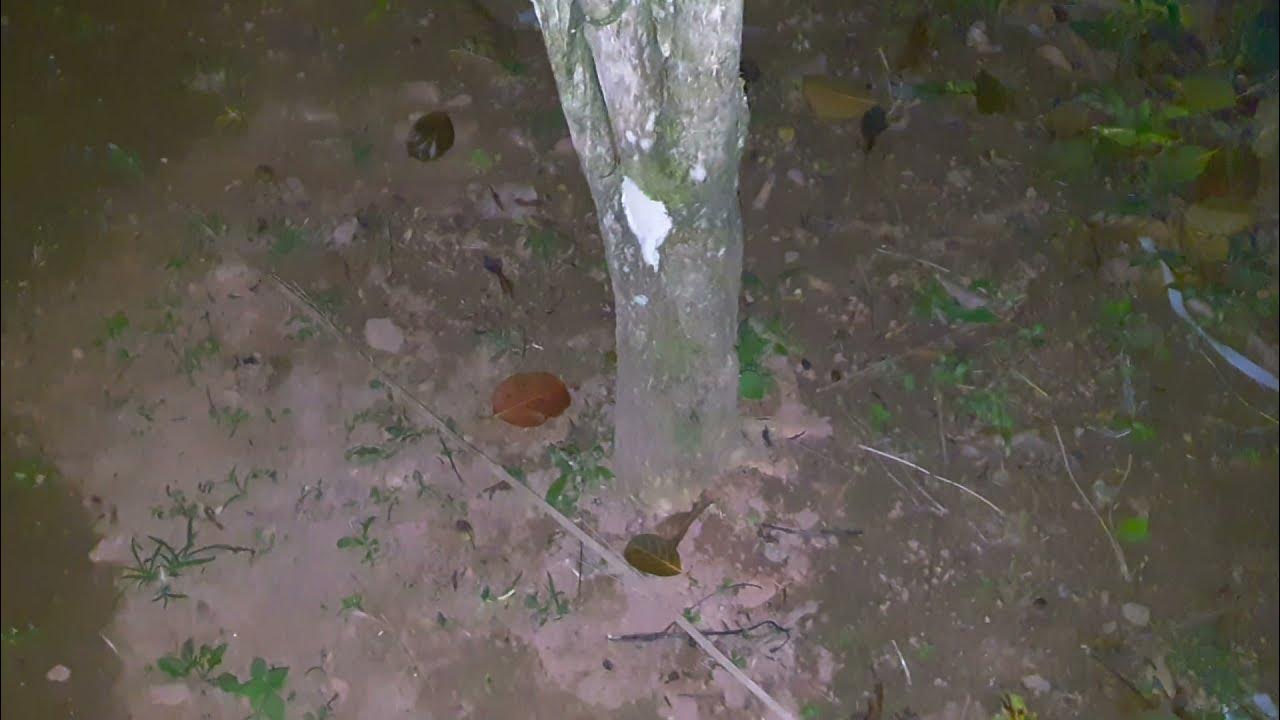 Men peeing on tree Men pee in nature Urinating for fertilizer Men pee in dark YouTube
