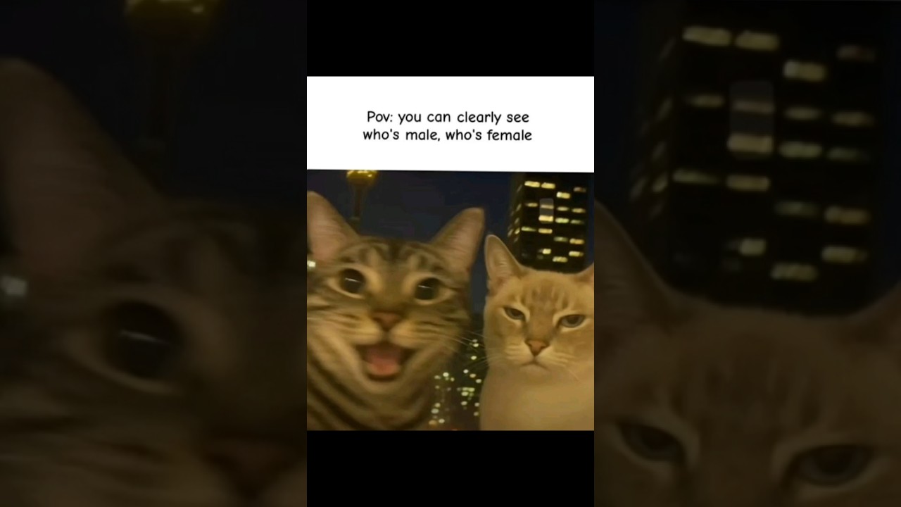 😼 One calm, one crazy🎬 Same channel, different moods💫 Smile guaranteed 