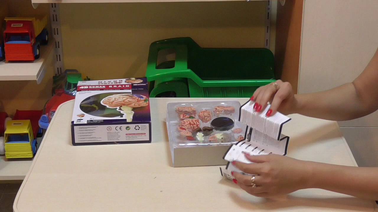 Анатомическая модель Мозг человека 26056 4D Master