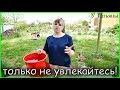 ЯНТАРНАЯ КИСЛОТА - секрет ОГРОМНОГО урожая! Янтарная кислота как подкормка /удобрение/ для растений!