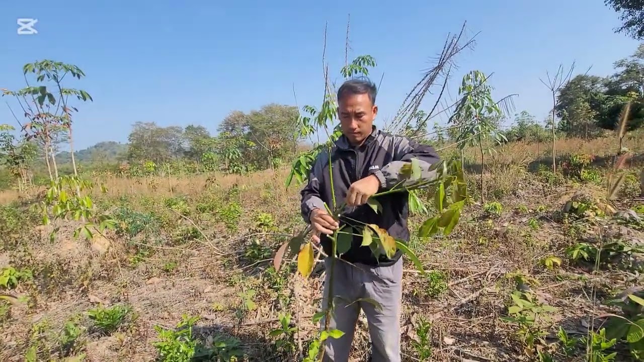 Saib teb ntoo yaas os 1/2/2025