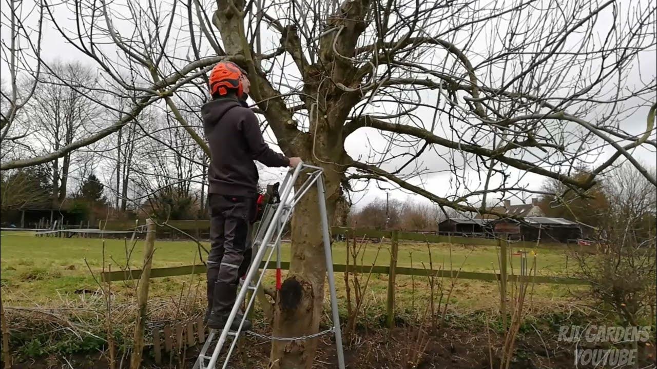 Pollarding and Pruning an Ash Tree YouTube