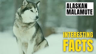 Amazing facts of Alaskan Malamute | Interesting Facts | The Beast World