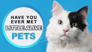 Toyzone.pk | Little Live Cats & Dogs screenshot 5