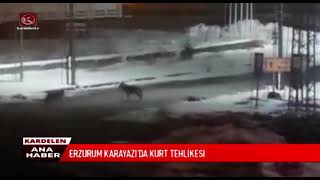 Erzurum Karayazi’da Kurt Tehli̇kesi̇