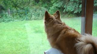 Icelandic Sheepdog Alisa Barking At The Squirrels