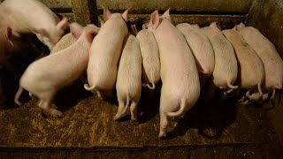 Как начать и развивать бизнес по выращиванию свиней: пошаговая инструкция и план