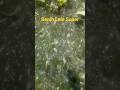 benih lele super#shortvideo #pantaicipatujah #mancing
