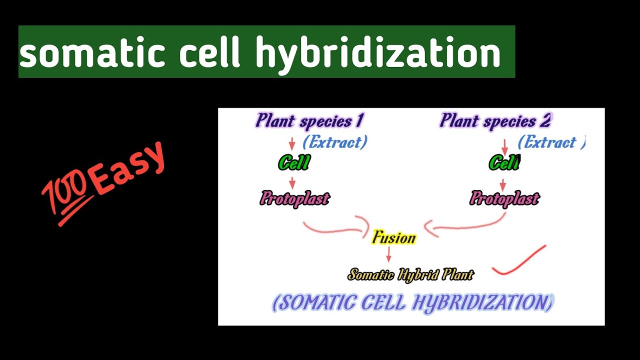 SOMATIC Cell HYBRIDIZATION IN exam easy youtubevideo