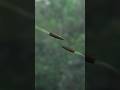 CHINA VS JAPAN SNIPER Sniper Sniping CHINA VS JAPAN SNIPER Sniper Sniping