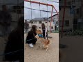 数ヶ月ぶりに大好きなお姉ちゃん達と再会して嬉しさが爆発する柴犬てぃーだ#shorts #柴犬