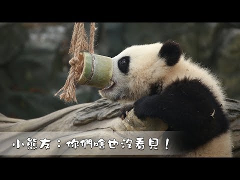 《熊貓早晚安》小熊友：你們什麽也沒看見！| iPanda