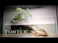 Turtles and fish together it happened l make forest aquarium l establish studio for channel