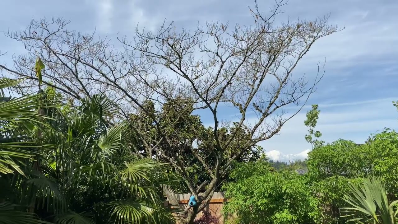 Mimosa trees - why are they always so late to leaf out??