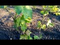 Нормировка трехлетнего куста винограда побегами в двухрукавном исполнении