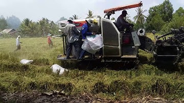 nhộn nhịp cảnh bắt chuột mùa cắt lúa ở miền tây đông như chợ