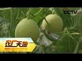 《农广天地》 20171204 京玉352薄皮甜瓜大棚栽培技术 | CCTV军事