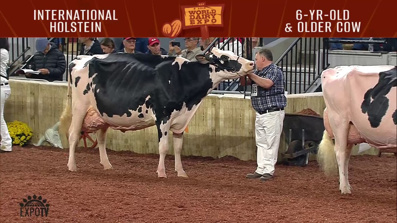 740 Holstein Six Year Old Cow - YouTube