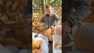 Why do Chinese people create chicken food towers?#didyouknow #knowledge #amazing #food #farm