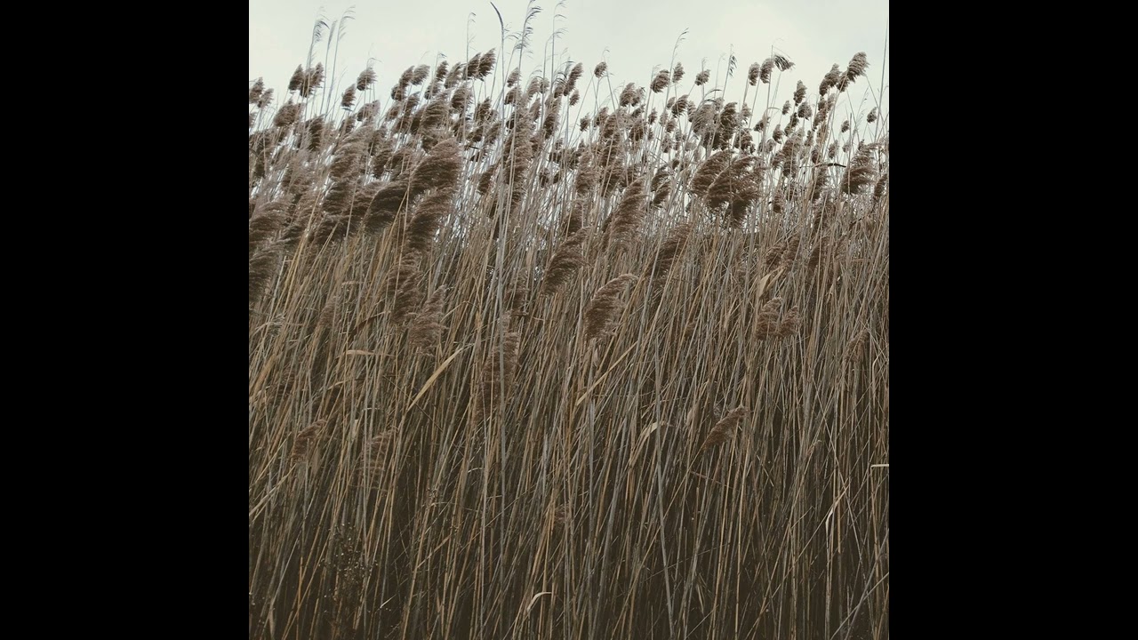 Suddenly QX – Background Music for Chill Scenes | Bert Jerred (Prog Rock)