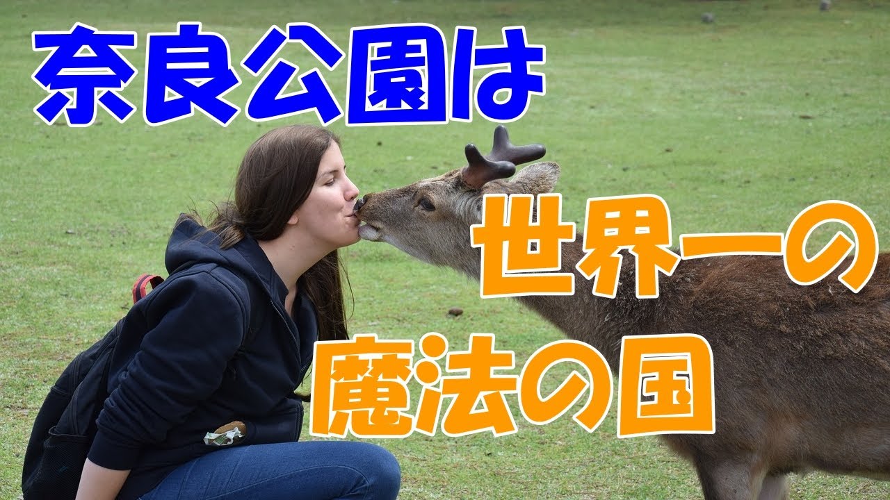 【海外の反応】マジで？！「奈良公園の鹿」異常な光景に衝撃！！「日本にはアホな人間がいない証明」【にほんリスペクト】