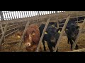 SRUC Virtual Farm Tour Agriculture Programme