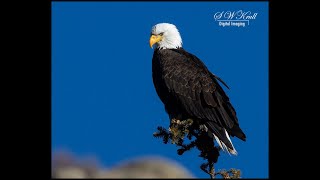 Wildlife Photography: How to Photograph Bald Eagles