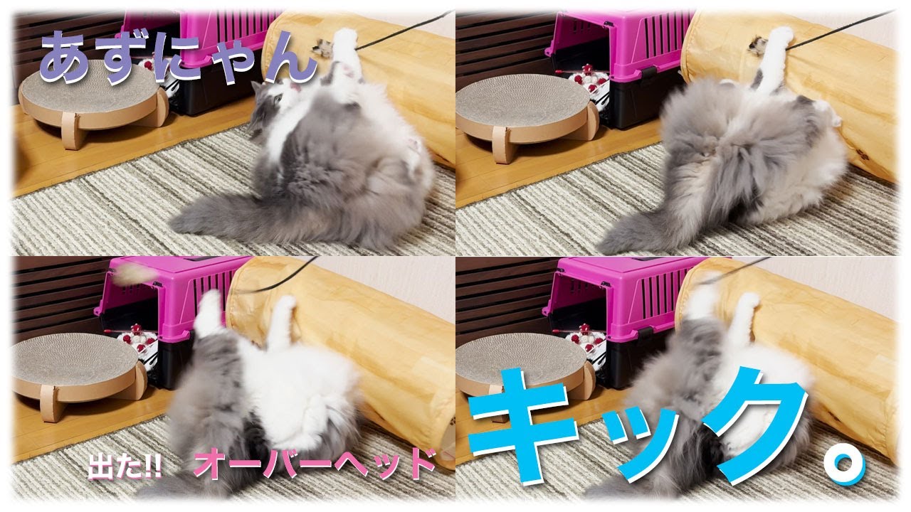 あずにゃん、⚽️🐈💨プロサッカー選手なの❣️❓　⚽️💨オーバーヘッドキック炸裂💣【猫　サイベリアン　あずき】[vol.239]