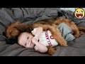 1 Hour Of Babies And Dogs Creating Sweet Memories Together 1 Hour Of Babies And Dogs Creating Sweet Memories Together