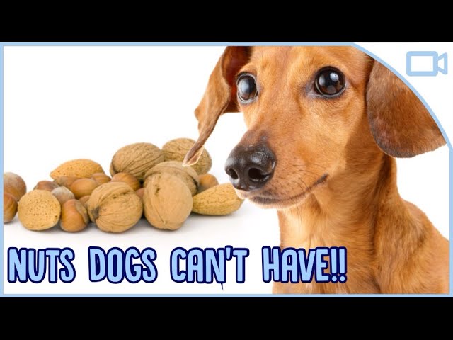 are nuts good for dogs to eat