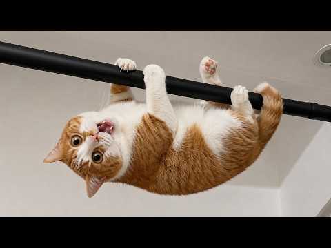Funniest Cats & Dogs of 2026 😂🐱🐶 | You Laugh, You Lose