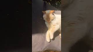 Fluffy flame point cat in the garden part 342 of 10,000 #cat #shorts #cute