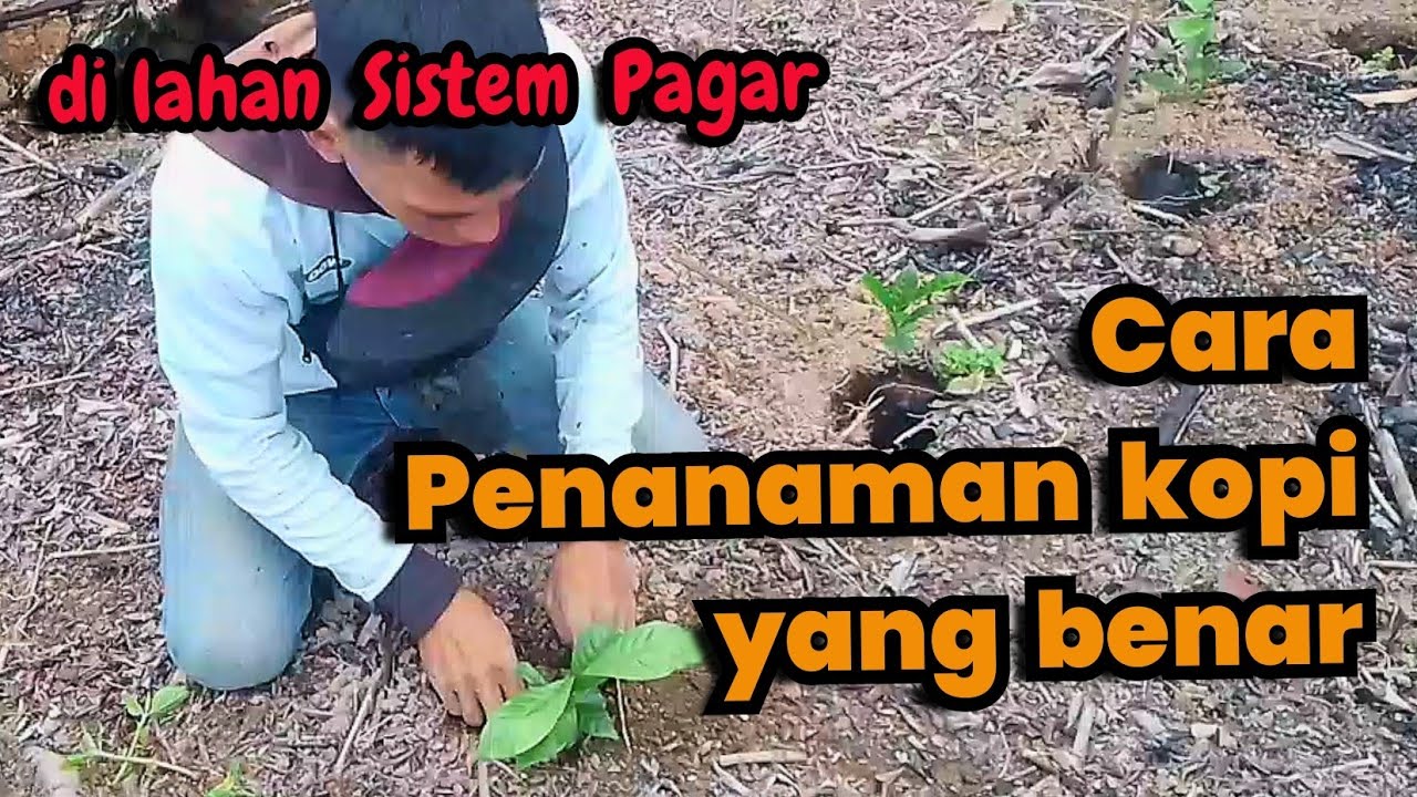 Cara menanam kopi yang baik dan benar - Cara menanam kopi yang benar - kopi sistem pagar