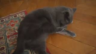 SAM_3338.AVI
