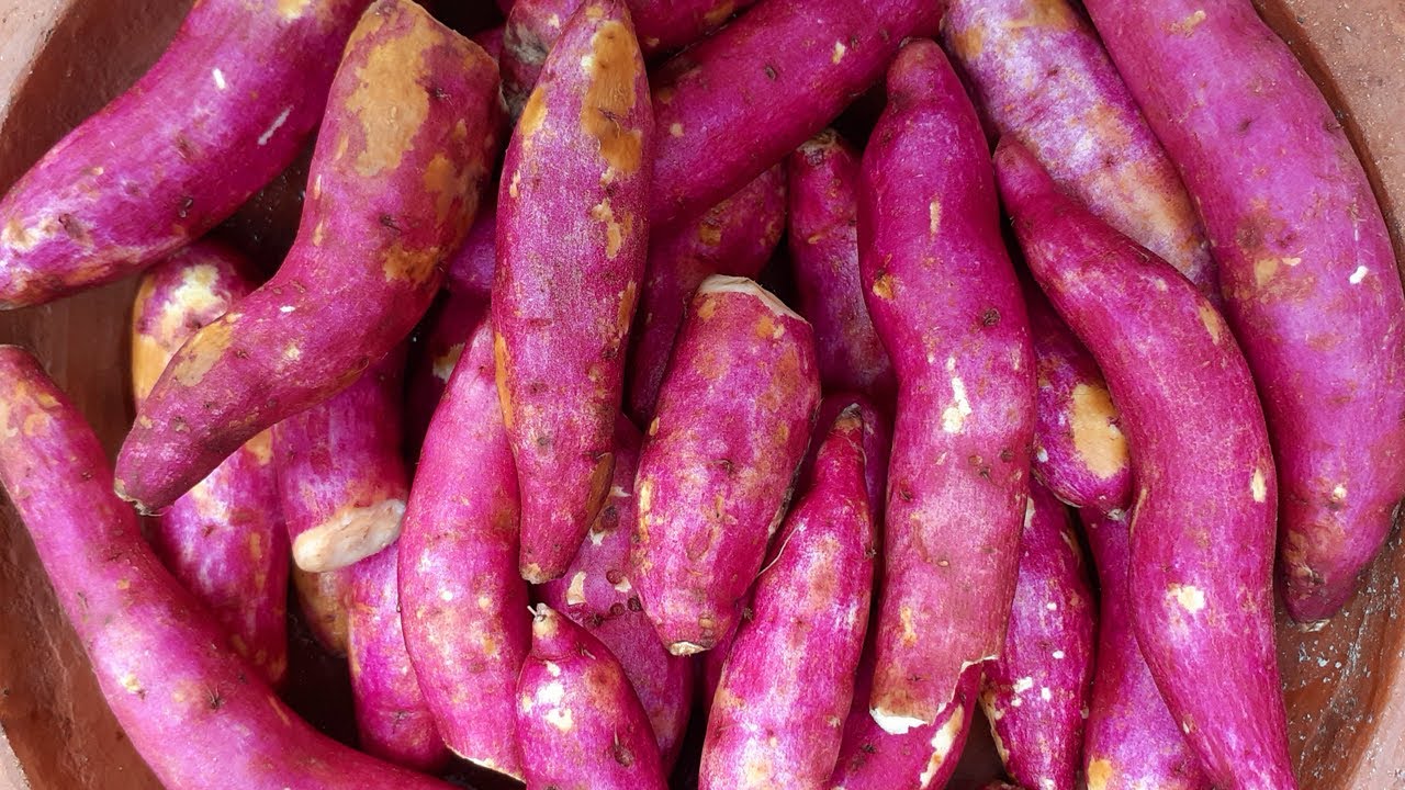 Sweet Potato Traditional Village. YouTube