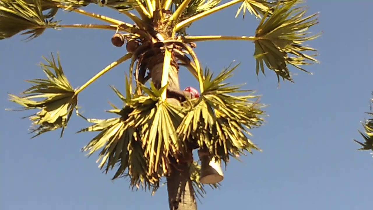 How Neera collected from palm tree  and health Benefits