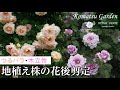 【バラの剪定】地植え株の花後剪定 つるバラ・木立性品種