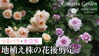バラの剪定 地植え株の花後剪定 つるバラ 木立性品種 Youtube