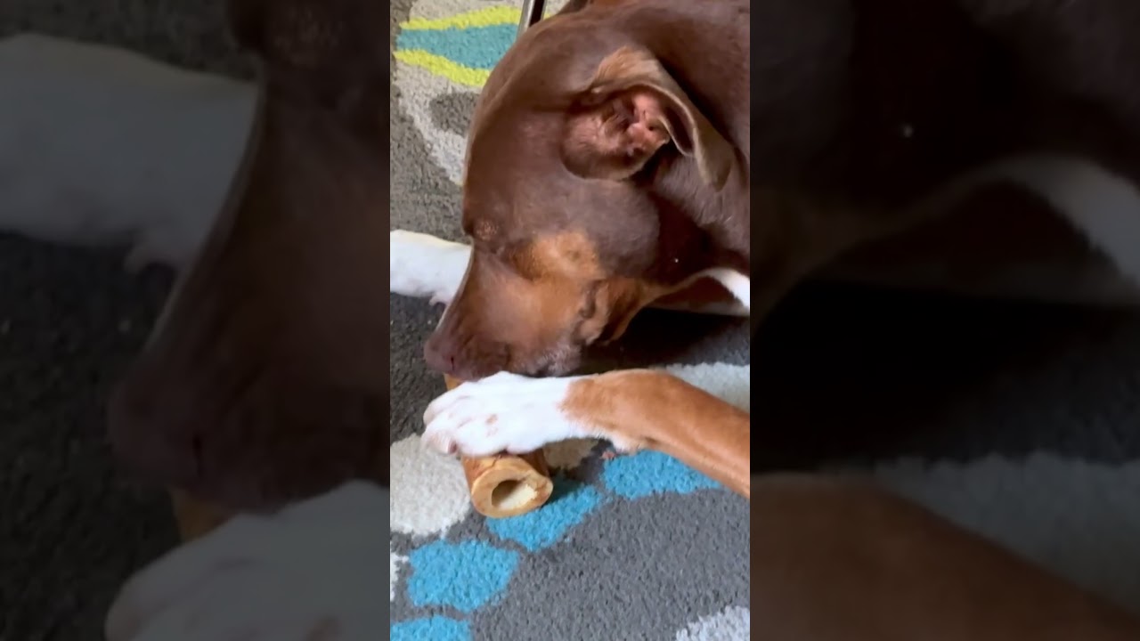 My Dog Chews a Big Bone — Pure Happiness