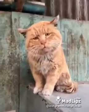 video kucing minang kocak lucu