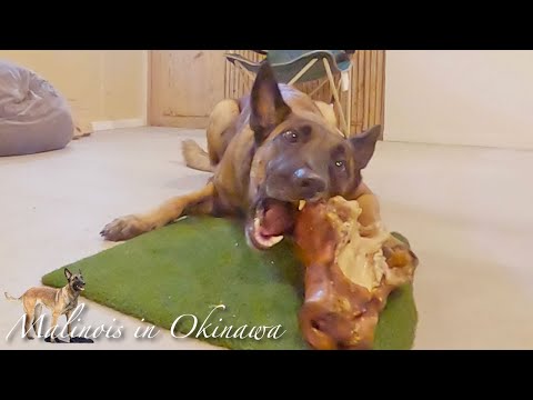 【豚の顔を食べる犬 】ASMR咀嚼音が大迫力!餌の危険行為の訓練も!