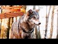 Echoes of the Wild | Native American Double Flute