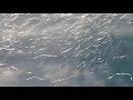 Patrick Swayze - She's Like The Wind / 1 hour music